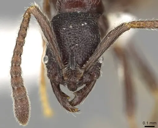 Simopelta oculata - CASENT0915305