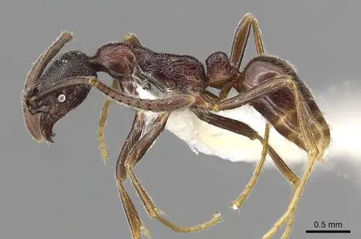 Simopelta oculata - CASENT0915305