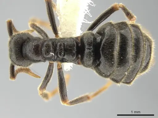 Simopelta oculata - INB0003659405