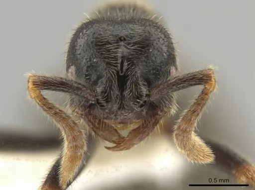 Simopelta oculata - INB0003659405