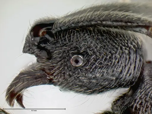 Simopelta oculata - INB0003659405