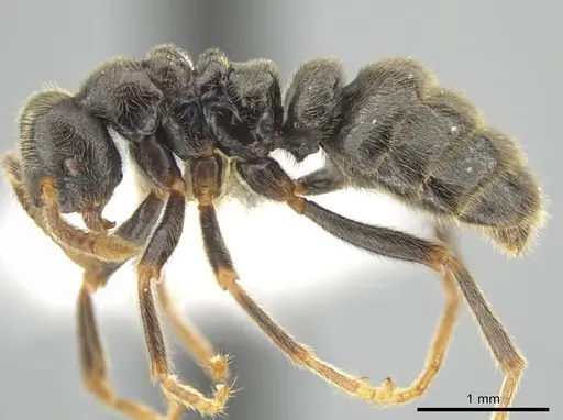 Simopelta oculata - INB0003659405