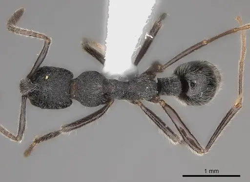 Simopelta paeminosa specimen