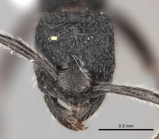 Simopelta paeminosa specimen
