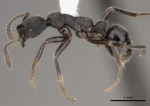 Simopelta paeminosa specimen