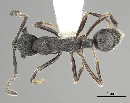 Simopelta paeminosa - CASENT0249244