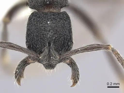 Simopelta paeminosa - CASENT0249244