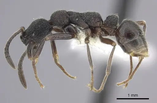 Simopelta paeminosa - CASENT0249244