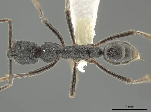 Simopelta paeminosa - CASENT0631424