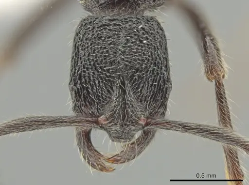 Simopelta paeminosa - CASENT0631424