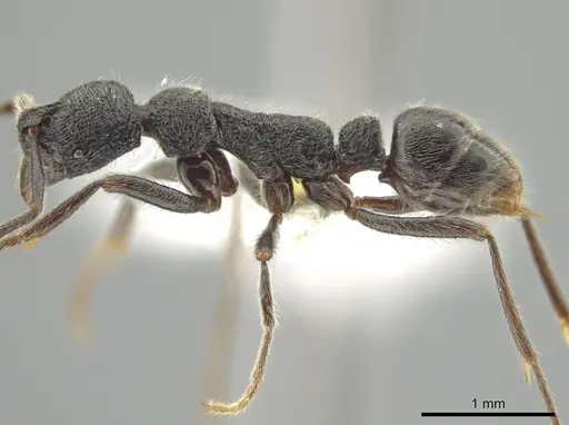 Simopelta paeminosa - CASENT0631424