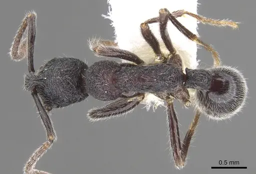 Simopelta paeminosa - CASENT0902468