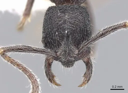 Simopelta paeminosa - CASENT0902468