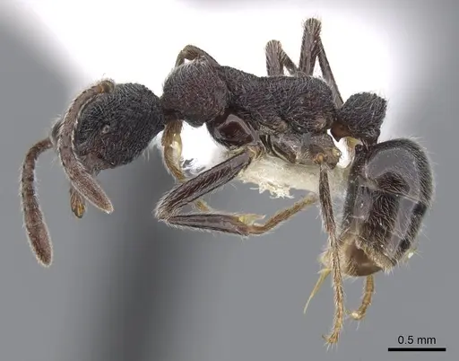 Simopelta paeminosa - CASENT0902468