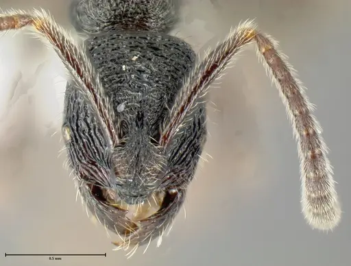 Simopelta paeminosa - INBIOCRI001279792