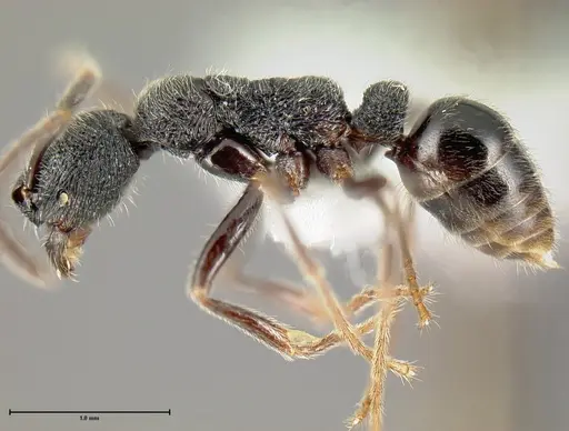 Simopelta paeminosa - INBIOCRI001279792