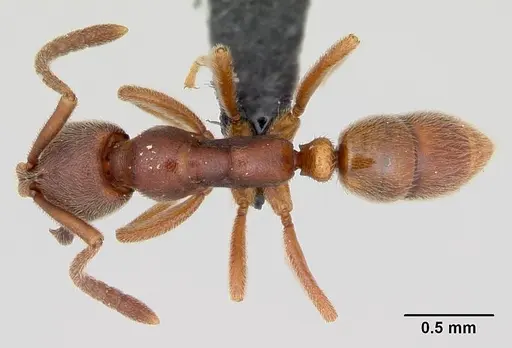 Simopelta pergandei specimen
