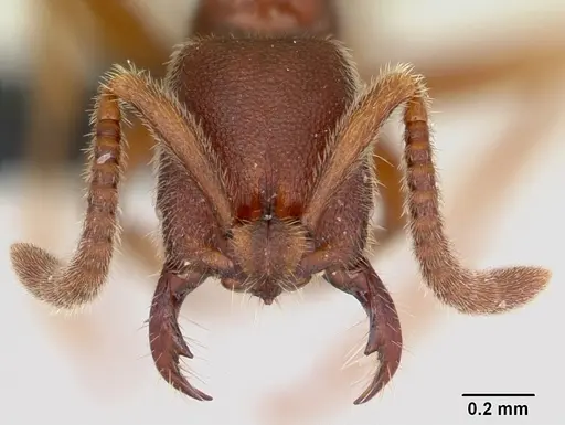 Simopelta pergandei specimen