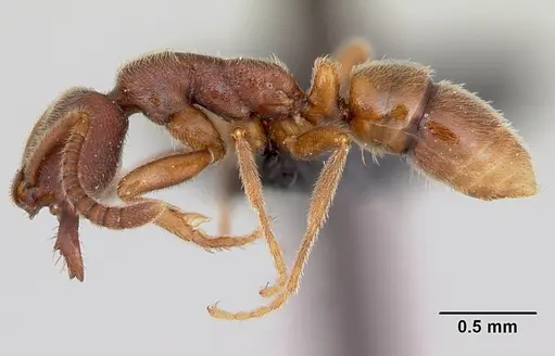 Simopelta pergandei specimen