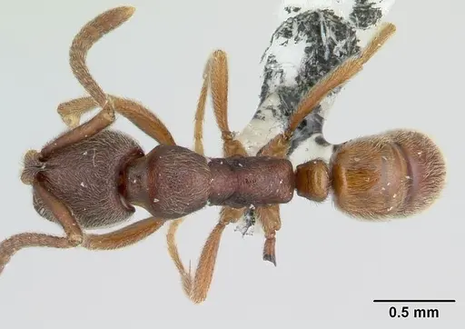 Simopelta pergandei - CASENT0178701