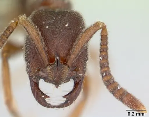 Simopelta pergandei - CASENT0178701