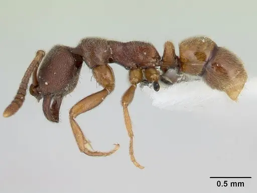 Simopelta pergandei - CASENT0178701