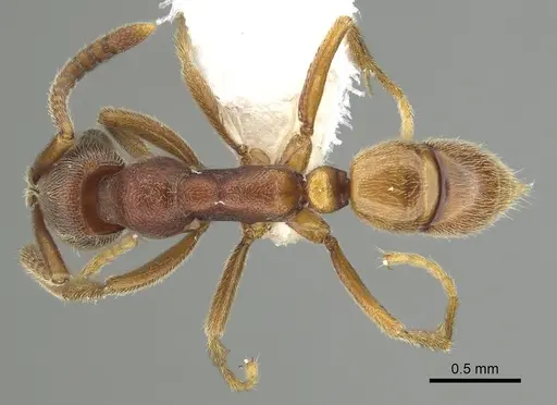 Simopelta pergandei - CASENT0249248