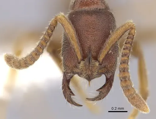 Simopelta pergandei - CASENT0249248