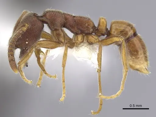 Simopelta pergandei - CASENT0249248