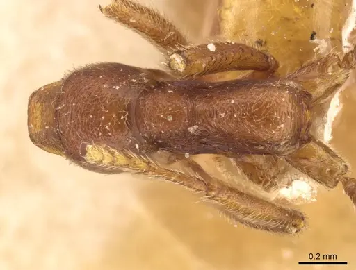 Simopelta pergandei - CASENT0907294