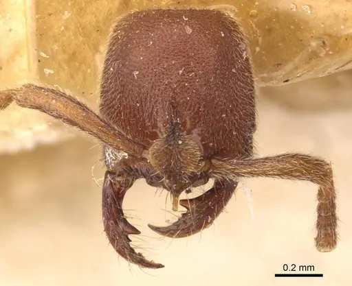 Simopelta pergandei - CASENT0907294