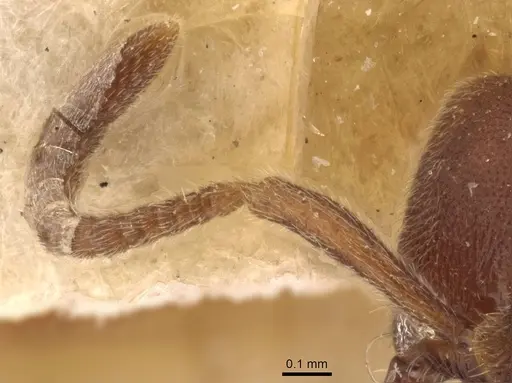 Simopelta pergandei - CASENT0907294