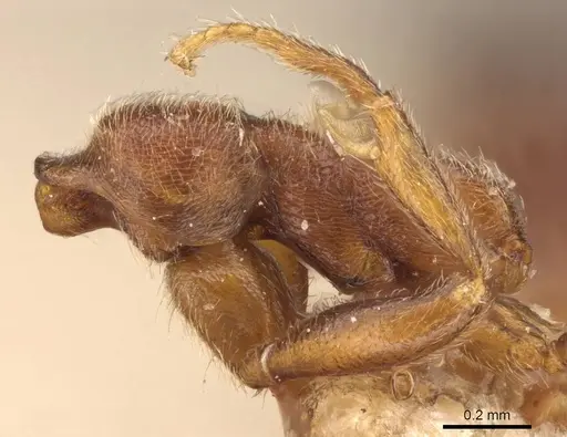 Simopelta pergandei - CASENT0907294