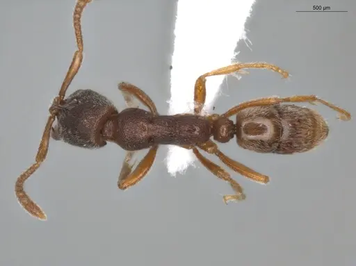 Simopelta pergandei - ECOFOG-MI15-0235-21