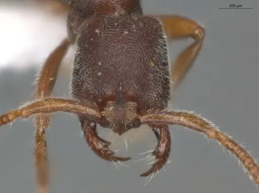 Simopelta pergandei - ECOFOG-MI15-0235-21