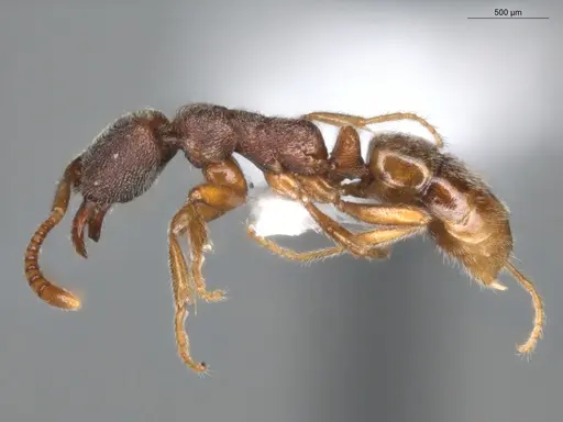 Simopelta pergandei - ECOFOG-MI15-0235-21