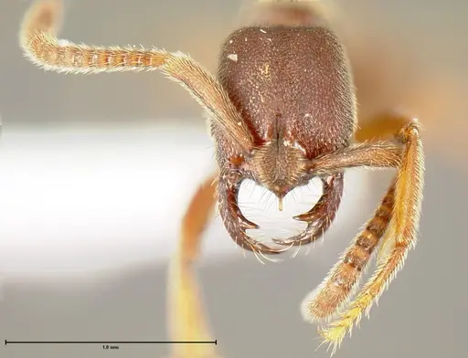 Simopelta pergandei - INB0003680176