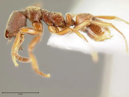 Simopelta pergandei - INB0003680176