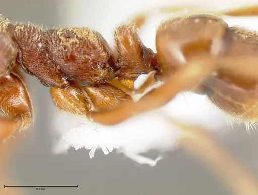 Simopelta pergandei - INB0003680176