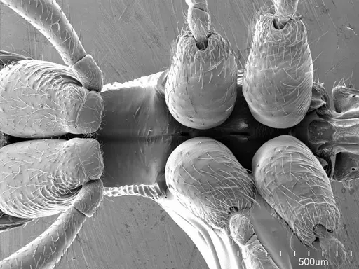 Simopelta transversa specimen