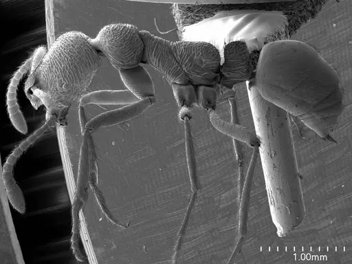 Simopelta transversa specimen