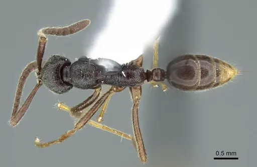 Simopelta vieirai specimen