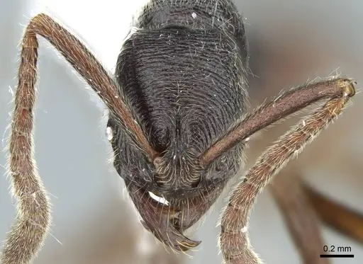 Simopelta vieirai specimen