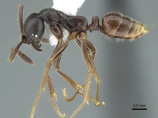 Simopelta vieirai specimen