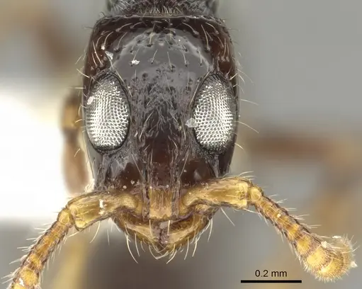 Simopone amana specimen