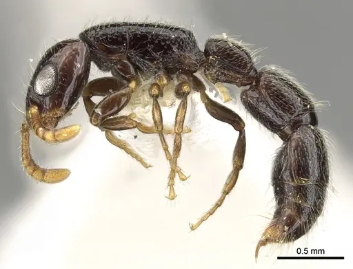 Simopone amana specimen