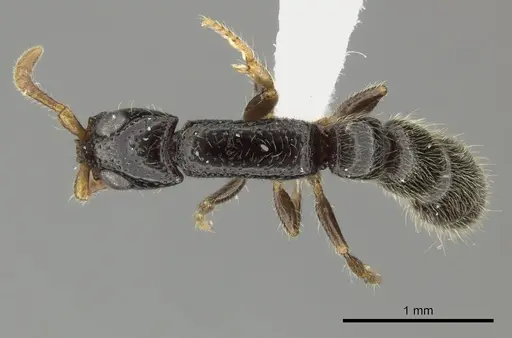 Simopone annettae specimen