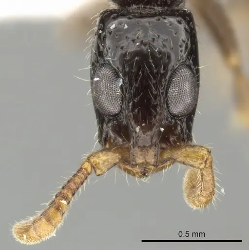 Simopone annettae specimen