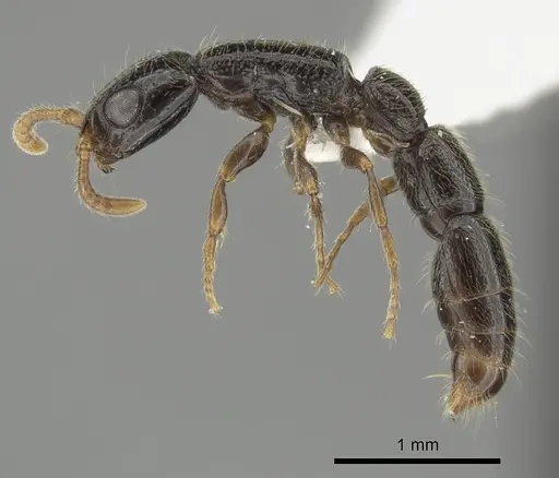 Simopone annettae specimen