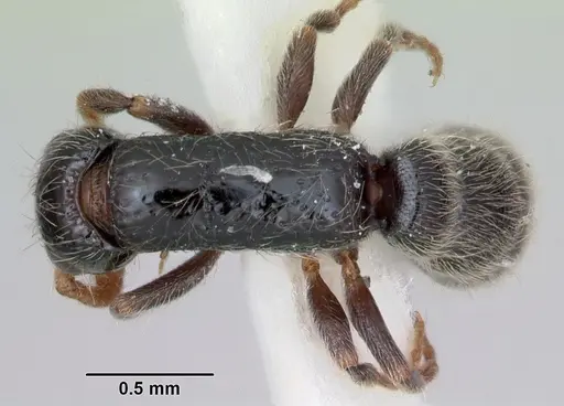 Simopone annettae - CASENT0173048